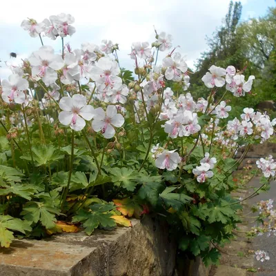 🌿 #Герань пепельная \"Балерина\" / #Geranium cinereum \"Ballerina\" 🌿 Имеет  серо-зелёную листву. Растёт куртинкой высотой сантиметров 15.… | Дикий сад,  Герань, Дикие