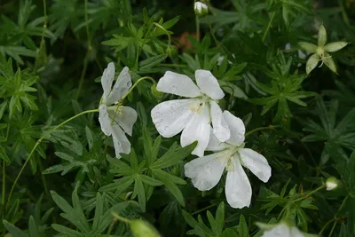 Герань 'Dreamland' (Geranium 'Dreamland')