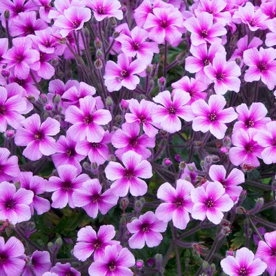 Geranium (Герань) - Bouwmeester Vaste Planten