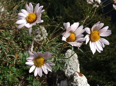 Дикая хризантема стоковое фото. изображение насчитывающей цветок - 192542108