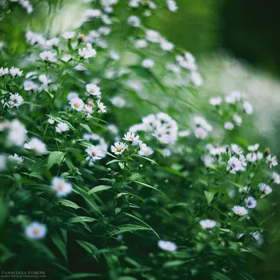 пейзаж, цветы, зеленый, весна, цветущий, полевые цветы, природа, фон, дикая  хризантема, белая дикая хризантема, 菊 科 | Pikist