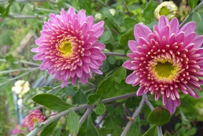 Хризантема (Chrysanthemum) — путеводитель по отдыху в Крыму