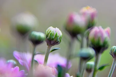 Посудомоющее средство Wild Chrysanthemum Antabax 1,4 кг \"Дикая хризантема\"  купить, отзывы, фото, доставка - Клуб совместных покупок СП \"Фреш\" | Совм