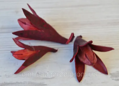 В-23 Дикая лилия,глориароза — Флоринда | Искусственные цветы