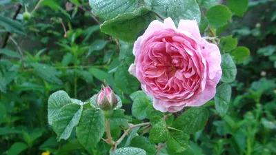 Дикая роза | Flowers, Plants, Rose