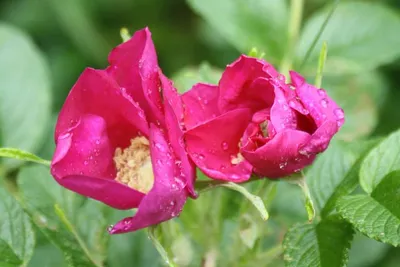 Дикая 🌹 роза» — создано в Шедевруме