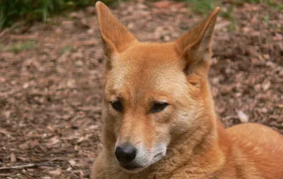 Wild Dog Dingo (Дикая собака Динго) 1962 in English Online