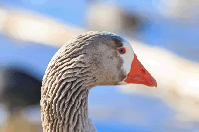 Дикие гуси поселились на набережной Онежского озера - YouTube