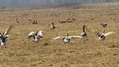 В Одесской области фиксируют массовую гибель диких гусей (фото) |  Интернет-газета \"Топор\"