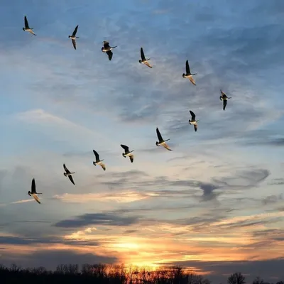 Дикие гуси прилетели на озеро в Сестрорецк | ОБЩЕСТВО | АиФ Санкт-Петербург