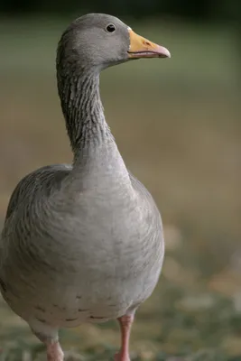 Огромную стаю диких гусей сняли на видео в Башкирии