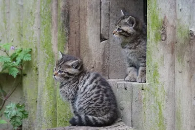 Невероятные дикие кошки на фотографиях