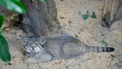 Соблазнительные дикие кошки на снимках