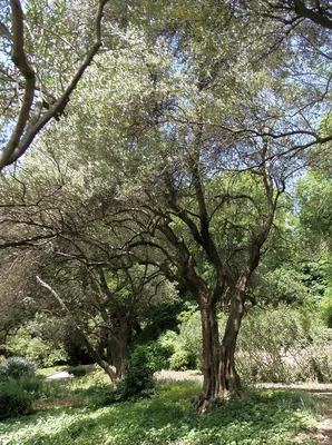 Олива европейская – дерево и древесина – Olea spp. (Olea europaea, O.  capensis)