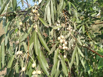 Маслина европейская (Olea europaea) — путеводитель по отдыху в Крыму