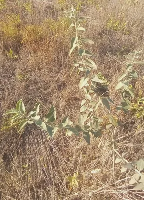Закрытие ветки Elaeagnus Angustifolia, обычно называемой русской оливковой,  серебряной, олестеровой, персидской оливки или дикой Стоковое Фото -  изображение насчитывающей еда, сад: 161995196
