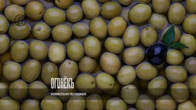 Дикие оливки на ветви в изморози Стоковое Фото - изображение насчитывающей  заморозок, декабрь: 135213582