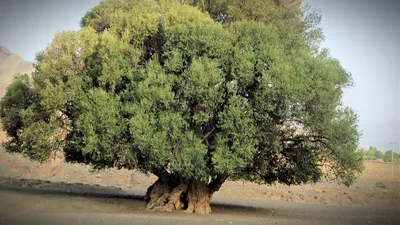 Закрытие ветки Elaeagnus Angustifolia, обычно называемой русской оливковой,  серебряной, олестеровой, персидской оливки или дикой Стоковое Фото -  изображение насчитывающей средства, взорвать: 161995218