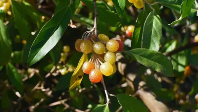 Выращивание оливок — ключ к спасению лесов Белуджистана Olive Oil Times