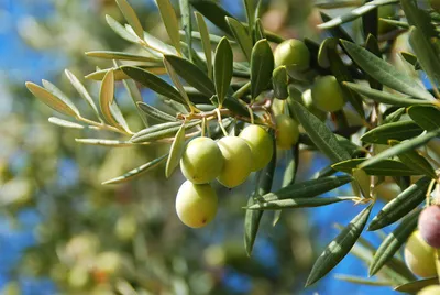 Русская олива – дерево и древесина – Elaeagnus angustifolia