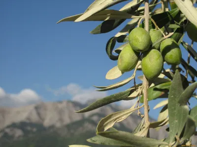 Олива / Olea Africana / Листья сушеные, целые, высший сорт