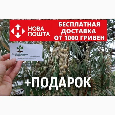 Асебуш Испанская Дикая Олива Научное Название Олеа Europaea Sylvestris  Поэтому стоковое фото ©alfredosaz.gmail.com 416514526