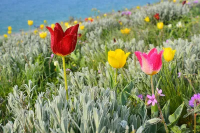 Дикая красота: в Крыму цветут тюльпаны Шренка - Статьи и репортажи РГО