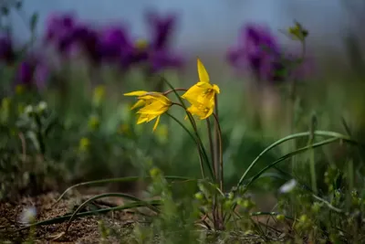 Дикие тюльпаны Казахстана под угрозой исчезновения - Ботсад Алматы |  Kazakhstan Today