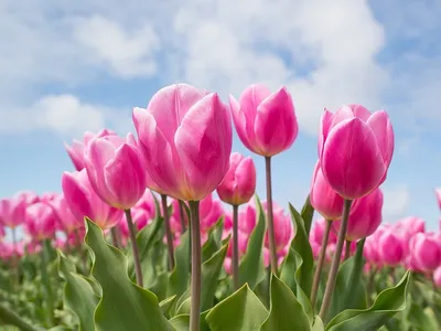 Дикие тюльпаны Казахстана под угрозой исчезновения - Ботсад Алматы |  Kazakhstan Today