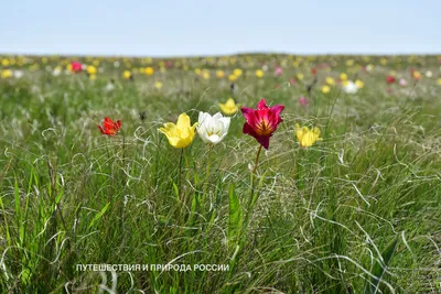 В степях Самарской области расцвели дикие тюльпаны – Новости Самары и  Самарской области – ГТРК Самара