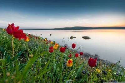 тюльпан. дикие тюльпаны в горах Кыргызстана. естественный ландшафт Стоковое  Изображение - изображение насчитывающей голландия, парк: 251197463