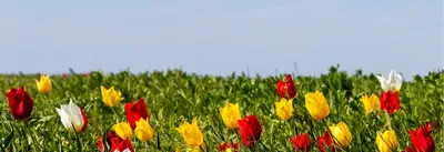 Цветение диких тюльпанов | Путешествия и природа России | Дзен