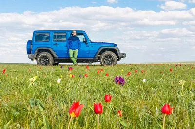 Дикие тюльпаны Саратовской области | tursar.ru | Дзен