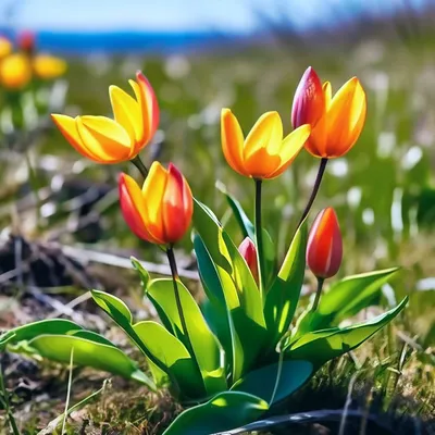 Едем на цветение тюльпанов в Калмыкию: буддизм, сайгаки и | Perito
