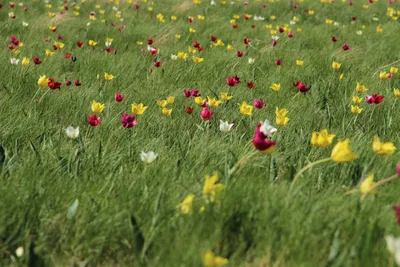 Ростовская область приглашает туристов посмотреть на дикие тюльпаны
