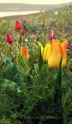 Цветение диких тюльпанов в Крыму. Обсуждение на LiveInternet - Российский  Сервис Онлайн-Дневников