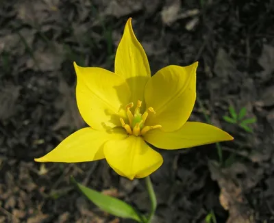 File:Дикие степные тюльпаны.jpg - Wikimedia Commons