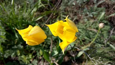 Цветение диких тюльпанов в Крыму | Крымский Дзен | Дзен