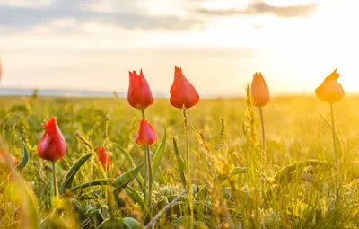Цветущие степи России: охота на дикие тюльпаны — PORUSSKI.me