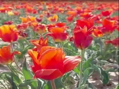 Первые дикие тюльпаны расцвели в ЮКО — Новости Шымкента