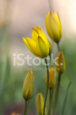 Дикие Тюльпаны Весной Стоковые Фотографии | FreeImages