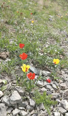 Поля Диких Степных Тюльпанов В Пасмурное Утро Желтые И Красные Дикие  Тюльпаны Весна — стоковые фотографии и другие картинки Без людей - iStock