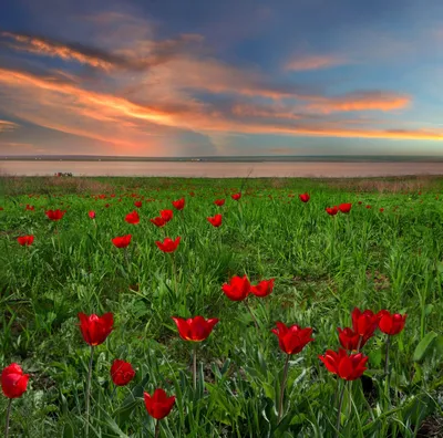 Окрестности Волжского взрываются цветом: распускаются дикие тюльпаны
