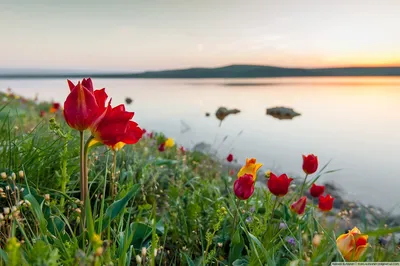 Где в России весной можно увидеть невероятные цветочные пейзажи -  Гатчинская правда
