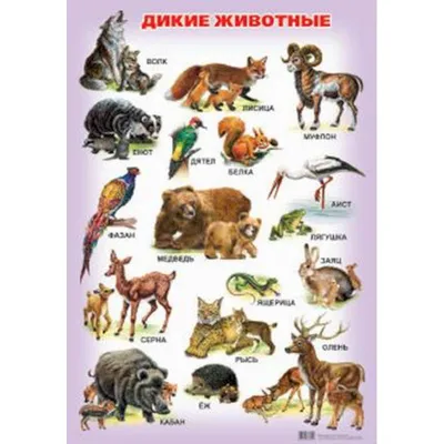 Дикие животные. Плакат — купить книги на русском языке в DomKnigi в Европе