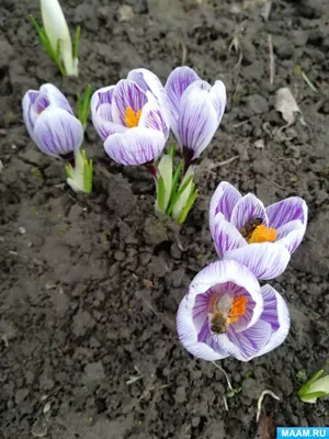 Натали-Я. on Instagram: “A bunch of wild crocus in my garden.All with  Friday! Кучка диких крокусов в моём саду. Всех с пятницей! #крокусы  #крокусыцве… | Thiên nhiên