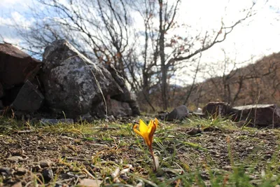 Красивые крокусы цветут крупным планом hello spring дикий фиолетовый crocus  heuffelianus | Премиум Фото