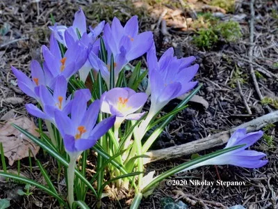 212 043 рез. по запросу «Crocus flower» — изображения, стоковые фотографии,  трехмерные объекты и векторная графика | Shutterstock