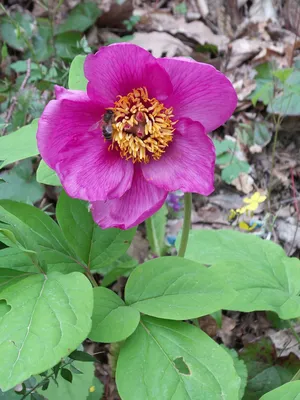 Дикий пион: помпезный ядовитый цветок с «хвойными» листьями, который не  уступит по красоте ни одной розе | Книга растений | Дзен