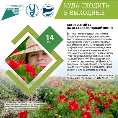 Дикий пион тонк-leaved Tenuifolia Paeonia, в своей окружающей среде Яркий  декоративный цветок, популярный в ландшафте сада Стоковое Изображение -  изображение насчитывающей редко, родн: 136318843